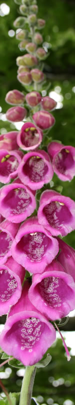 fox glove